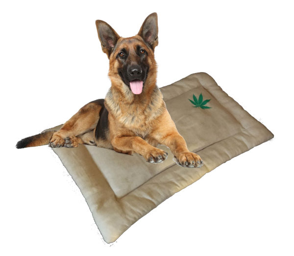 Foto von Hund auf Hundebett